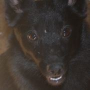 Lucy - Schipperke
