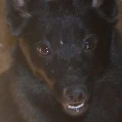 Lucy - Schipperke