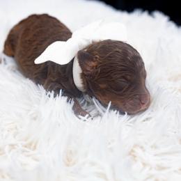 Milky Way - Tri-color female Bernedoodle puppy in Richmond, Texas from Harper’s Heartbeats