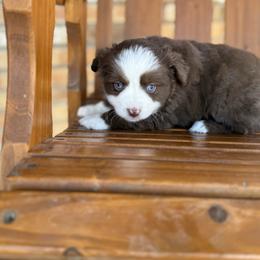 Lil Red - Red tri female Toy Australian Shepherd puppy in Brashear, Texas from Double R farms