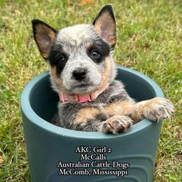 AKC Girl 2 - Blue speckled female Australian Cattle Dog puppy in Mc Comb, Mississippi from McCall's Mississippi AKC Blue Heelers Australian Cattle Dogs