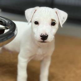 Polar - Tri-color male Jack Russell Terrier puppy in Yakima County, Washington from Saddle Rock Kennels