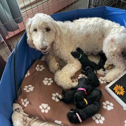 Goldendoodle Puppies from Deborah’s Doodles