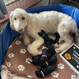 Goldendoodle Puppies from Deborah’s Doodles