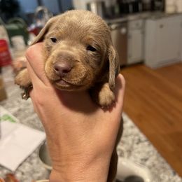 AKC Isabella (possible longhair with blue eye) - Fawn (isabella) and tan male Dachshund puppy in Bremen, Georgia from Jones Royal Kennels
