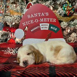 Theo 2700.00 - Red and white male Basset Hound puppy in Denison, Texas from Emma Lou's Baby Bassets