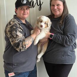 Blitzen - Red merle male Australian Shepherd puppy in Anthony, Florida from Out of the Blue Aussies