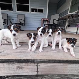 Boy 3 - Tri-color male Jack Russell Terrier puppy in Robstown, Texas from Smokin Pistol Jack Russell Terriers