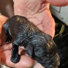 Miniature Schnauzer Puppies from Circle R Ranch