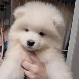 Green - White male Samoyed puppy in San Antonio, Texas from Hill Country Samoyeds