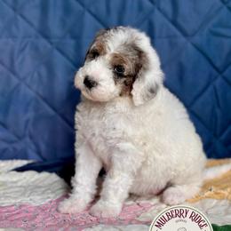 Quartz - Blue merle and white female Sheepadoodle puppy in Tahlequah, Oklahoma from Mulberry Ridge Doodles