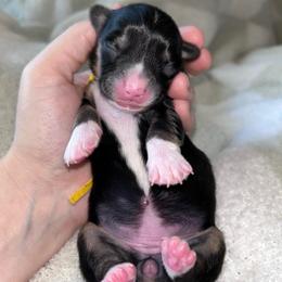 Yellow collar - Black and tan female American Corgi puppy in Flat Rock, Alabama from Fluffy Butt Acres