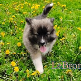 LeBron - male Nenets Herding Laika puppy in Rockville, Maryland from Skais the Limit