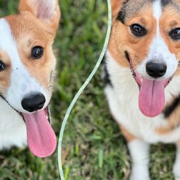 Pembroke Welsh Corgis from Careaga Farms