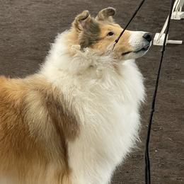 Collie Puppies from Castlebar Collies