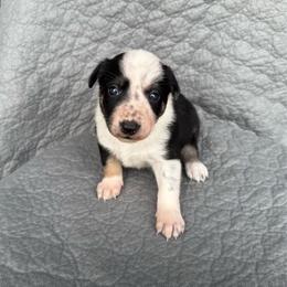 Vienna - Tri-color female Border Collie puppy in Centerville, Washington from Forthright Farms