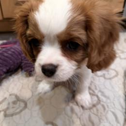 Elm - Blenheim male Cavalier King Charles Spaniel puppy in Santa Clara, California from Raised by Cathy