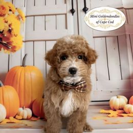 Rocky - Apricot male Goldendoodle puppy in Pocasset, Massachusetts from Mini Goldendoodles of Cape Cod