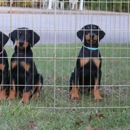 Doberman Pinscher Puppies from Lexa Dobermans