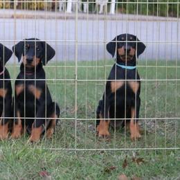 Doberman Pinscher Puppies from Lexa Dobermans