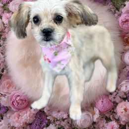 Misty - Sable female Assorted Doodle Crosses puppy in Kentucky from Em&M Pomeranians