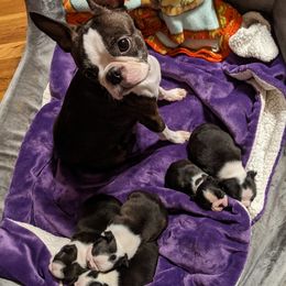 Boston Terriers and Italian Greyhounds from To-Sa’s Kennel