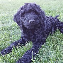 Bear Lake Bearded Retrievers breeder of Goldendoodle
