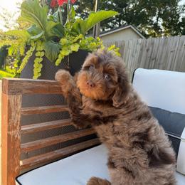 Cheri - Chocolate merle female Bernedoodle puppy in Mobile, Alabama from Colonial Doodles