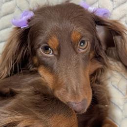 Dachshunds from Camden Line Dachshunds