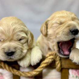 Girl 6 - Golden female Golden Retriever puppy in Tonasket, Washington from Denzil’s Goldens