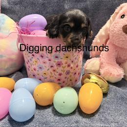 Valentine 2200 - Black and tan female Dachshund puppy in Denison, Texas from Digging Dachshunds