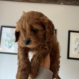 Pumpkin - Red male Cavapoo puppy in Bloomfield, New York from Campbell Cavapoos