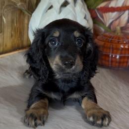 Dovey - Black and tan female Dachshund puppy in Floresville, Texas from Muddy River Dachshunds