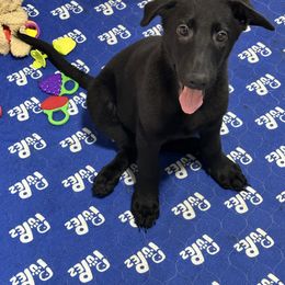 German Shepherd Puppies from Devon Rugerio's German Shepherds
