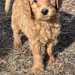 Goldendoodle Puppies from The Bruce Farm