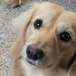 Dachshunds from Bourbon Barrel Ridge Doxies