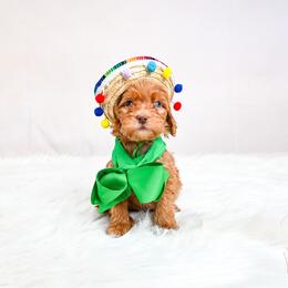 Chance green collar - Red  male Goldendoodle puppy in Platteville, Wisconsin from Beck Kennel