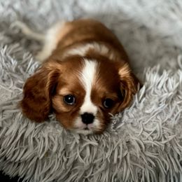 Blenheim Boy - Blenheim Cavalier King Charles Spaniel puppy in Marengo, Illinois from Millaray Cavaliers
