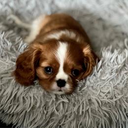 Blenheim Boy - Blenheim Cavalier King Charles Spaniel puppy in Marengo, Illinois from Millaray Cavaliers