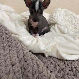 Apollo - Slate male Chinese Crested puppy in Worthington, Minnesota from Alvarez Chinese Crested