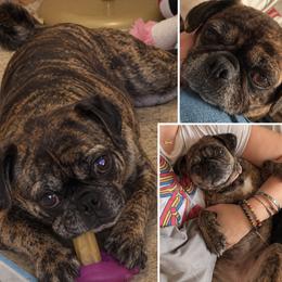Pug puppies from Mystic Moon