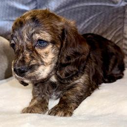Boy 2 - Brindle male Dachshund puppy in Fredonia, Arizona from Desert Horizon Dachshunds