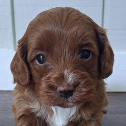 Buzz F1b - Red male Cavapoo puppy in Centerton, Arkansas from Velvet Paws Cavapoos