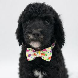 Tate - Apricot male Poodle puppy in Willacoochee, Georgia from Kitandkboodle's Doodles