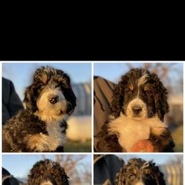 Bernedoodle Puppies from Veterinarian Raised Bernedoodles