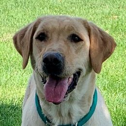 Annie - Labrador Retriever