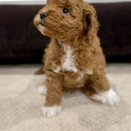 Hammy - Red  male Goldendoodle puppy in Saint George, Utah from Ashlee's Goldendoodles