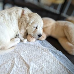 Golden Retriever Puppies from Huckaby’s English Golden Retrievers