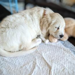 Golden Retriever Puppies from Huckaby’s English Golden Retrievers
