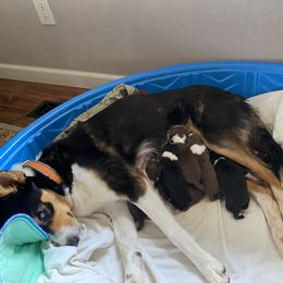 Border Collie Puppies from Johnson Farm